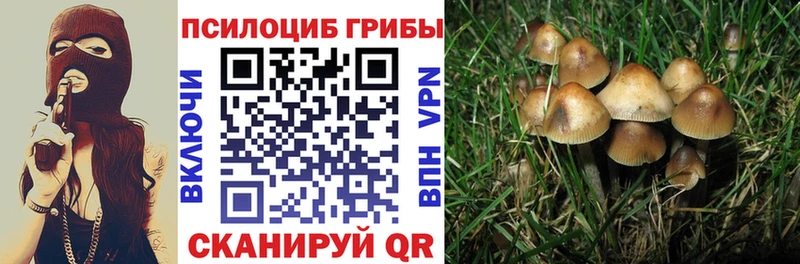 продажа наркотиков  Кяхта  Псилоцибиновые грибы Cubensis 